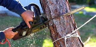 Best Tree Disease Treatment  in Spring Valley, IL