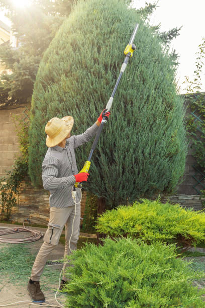 Best Tree Health Inspection  in Spring Valley, IL